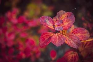 arbuste avec rouge feuilles dans fermer sur une chaud l'automne journée dans le jardin photo