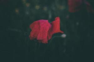 coquelicots croissance parmi vert herbe sur une été journée photo