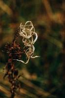 intéressant abstrait l'automne plante sur Naturel Contexte photo