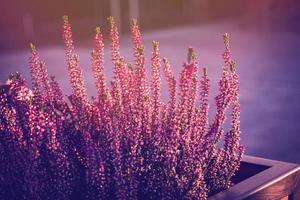 violet bruyère dans le l'automne jardin avec chaud ensoleillement photo