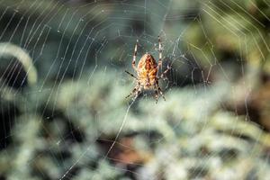 gros araignée araignée sur une araignée sur une vert Contexte dans le jardin photo