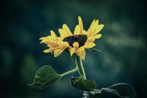 Jaune tournesol fleur dans fermer photo