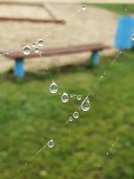 peu doux l'eau gouttes sur une araignée la toile sur un l'automne journée fermer en plein air photo