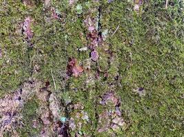 mousse et lichen sur une arbre fermer. Contexte. photo