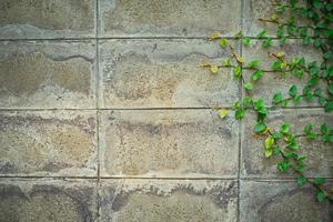 béton mur avec plante photo