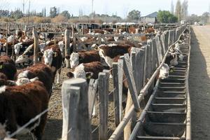 hereford bétail ferme photo