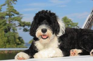 noir et blanc Portugais l'eau chien se prélasser sur une bateau sur le Lac photo