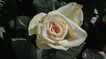 une magnifique Rose fleurs en plein air des roses dans le jardin la nature Contexte photo