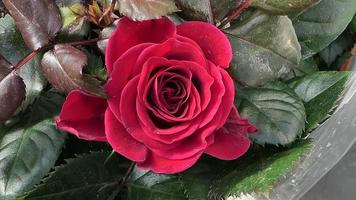 une magnifique Rose fleurs en plein air des roses dans le jardin la nature Contexte photo