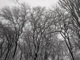 hiver dans le parc paysage Contexte photo