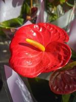 magnifique anthurium fleur dans le serre fermer photo