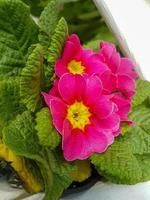 magnifique primevère fleur dans le serre fermer primulacées plante photo