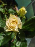 une magnifique Rose fleurs en plein air des roses dans le jardin photo