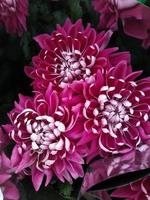 magnifique chrysanthème fleurs en plein air chrysanthèmes dans le jardin photo