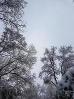 hiver dans le parc paysage Contexte photo