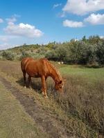 magnifique cheval en mangeant herbe dans une champ photo