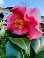 belles fleurs dans le jardin photo