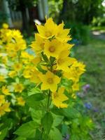 belles fleurs dans le jardin photo