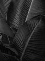 strelitzia foncé noir feuilles texture Contexte photo