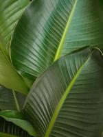 strelitzia vert feuilles texture Contexte photo