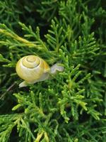 escargot dans une coquille dans genévrier feuillage photo