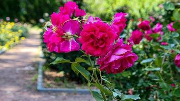 une magnifique Rose fleurs en plein air photo