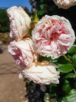 une magnifique Rose fleurs en plein air photo