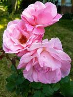 une magnifique Rose fleurs en plein air photo