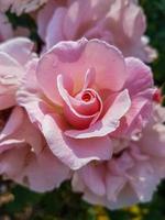 une magnifique Rose fleurs en plein air photo