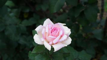 une magnifique Rose fleurs en plein air photo