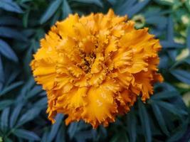 une magnifique souci fleurs en plein air photo