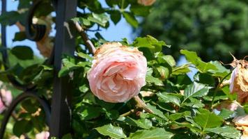 une magnifique Rose fleurs en plein air photo