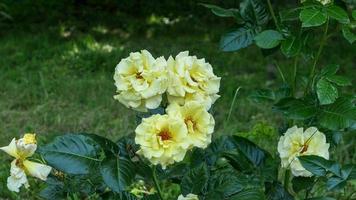 une magnifique Rose fleurs en plein air photo