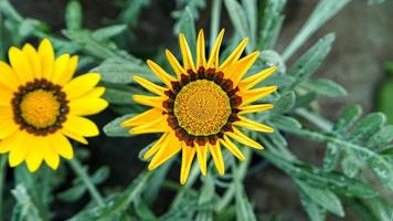 une magnifique jours fleurs en plein air photo