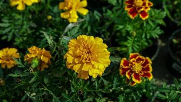 une magnifique souci fleurs en plein air photo