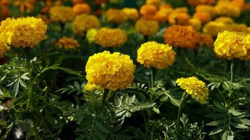 une magnifique souci fleurs en plein air photo