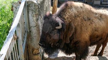 marron bison relaxant dans le zoo photo