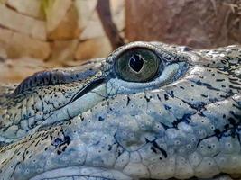 crocodile proche en haut portrait dans le zoo photo