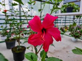 belles fleurs d'hibiscus photo