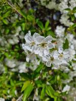 magnifique Sakura fleurs photo