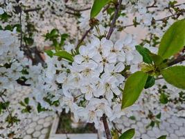 magnifique Sakura fleurs photo