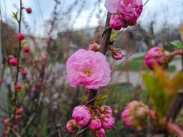 magnifique Sakura fleurs photo