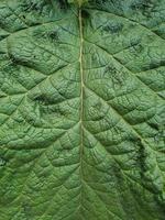 gros plan, de, feuille verte, texture photo