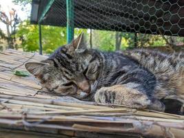 sans abri chat dans le rue portrait photo