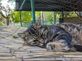 sans abri chat dans le rue portrait photo