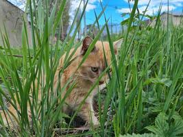 sans abri chat dans le rue portrait photo