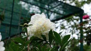 magnifique pivoine fleurs photo