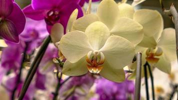 magnifique phalaenopsis orchidées photo