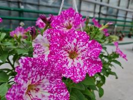 magnifique pétunia fleurs photo