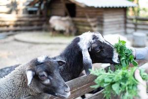 mignonne mouton et chèvres sur le ferme photo